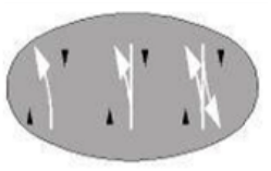 No overtaking or no crossing line ahead